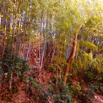 7FF449CC-C11C-4DA2-ADBA-B78E10261124